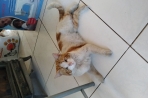 Chien