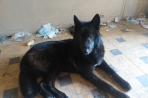 Chien