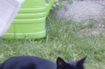 Chien