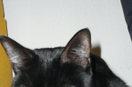Chien