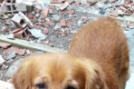 Chien