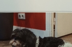 Chien
