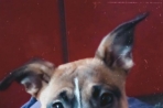 Chien