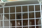 Chien