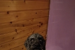 Chien