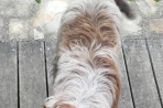 Chien