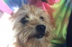 Chien