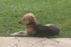 Chien