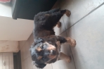 Chien