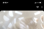 Chien