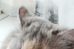 Chien