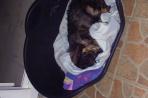 Chien