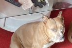Chien