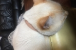 Chien
