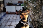 Chien