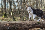 Chien