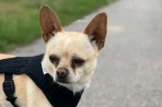 Chien