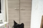 Chien