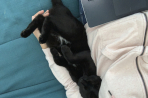 Chien