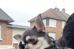 Chien