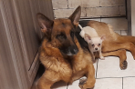 Chien