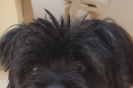 Chien