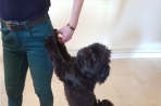 Chien