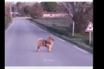 Chien
