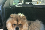 Chien