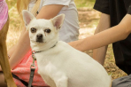 Chien