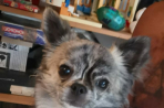 Chien