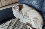 Chien
