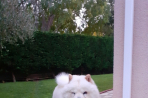 Chien