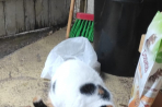 Chien