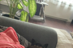 Chien