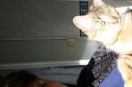 Chien