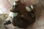 Chien