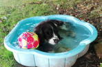 Chien