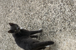 Chien