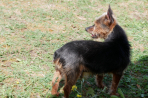 Chien