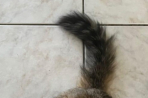 Chien