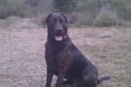 Chien