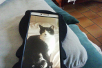 Chien