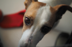 Chien