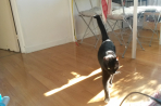 Chien