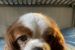 Chien