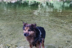 Chien