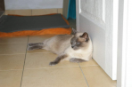 Chien