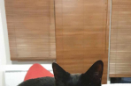 Chien