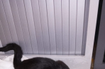 Chien